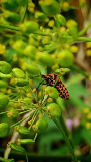 Red and black spotted stink bug (Graphosoma italicum) insect on a green plant in close-up,