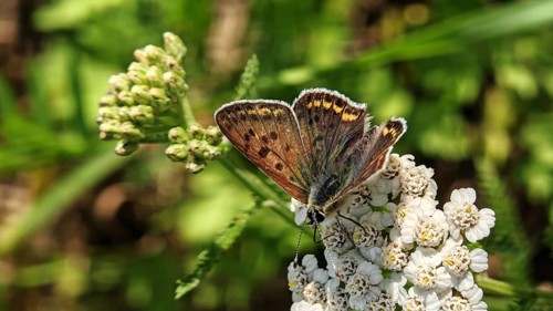 Detiail photograph, Sooty Copper butterfly (lycaena tityrus) on white flowers against a green