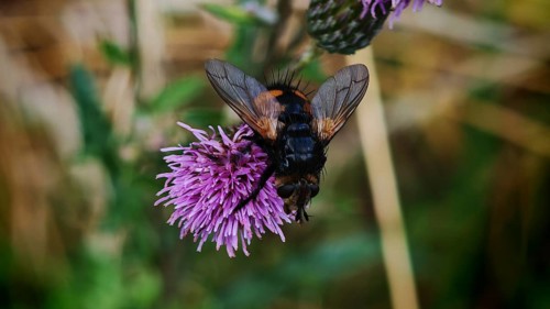 Close-up, giant tachinid fly (Nowickia ferox) with distinctive pattern on a purple thistle flower