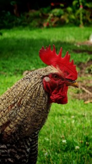 Close-up of a cockerel (gallus) with bright red comb on grass, Franconian Switzerland