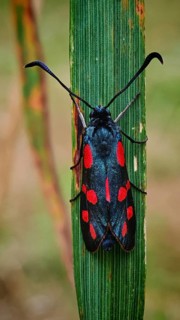 Butterfly six-spotted ram (Zygaena filipendulae) on a blade of grass in natural surroundings,