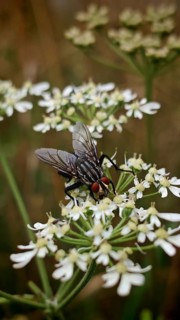 Close-up of a flesh fly (sarcophagidae) on white flowers in a natural environment, Franconian