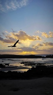 A seagull (Larinae) flies over the sea in front of a sunset, surrounded by dramatic clouds,