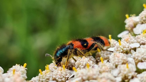 Close-up of shaggy bee beetle (Trichodes alvearius) with orange stripes on white flowers,
