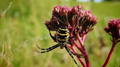 Wasp spider (argiope bruennichi) on a flower in the middle of a green meadow, sunny atmosphere,