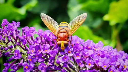 Close-up, hornet hoverfly (volucella zonaria) with detailed pattern on bright purple flowers,