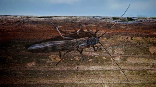 Close-up of a stonefly (Plecoperta) with long wings sitting on a piece of wood, surrounded by