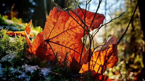 Detailed view of autumn leaves in bright red being illuminated by sunbeams in a forest, Frankenwald