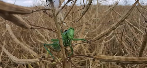 Great green bush cricket (Tettigonia viridissima) is well camouflaged on a dried plant field,