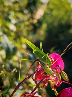 Great green bush cricket (tettigonia viridissima) grasshopper on a pink flower with natural