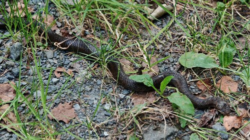 A smooth snake (coronella austriaca) crawls over a grass-covered path full of stones, Franconian