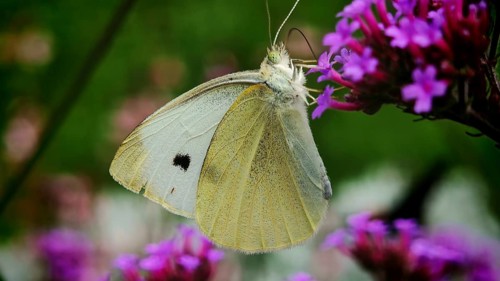 Close-up of a Small white butterfly (Pieris rapae) on purple flowers in a natural environment,