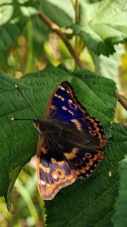 Close-up of colourful butterfly Lesser purple emperor (apatura ilia) with unique pattern sitting on