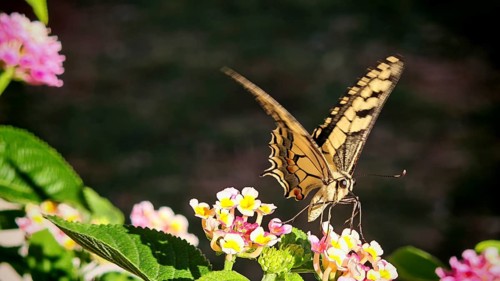 A yellow butterfly swallowtail (papilio machaon) nibbling on bright flowers in close-up, Montenegro