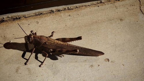Close-up of a brown migratory locust (Locusta migratoria) on a sunspot on concrete, with long