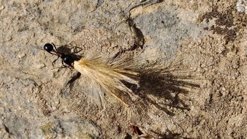An ant (messor) carries building material over an earthy surface, North Macedonia