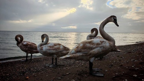 Four swans (Cygnus) standing on the shore in dim light and cloudy sky, Lake Ohrid, North Macedonia
