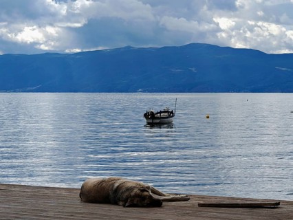 A dog is resting on a jetty on a lake with a boat in the background against clouds and mountains,