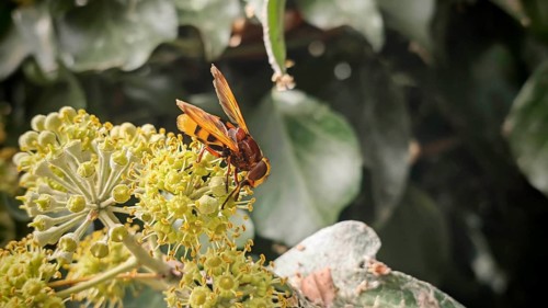 A hornet hoverfly (volucella zonaria) sitting on yellow flowers against a background of leaves,