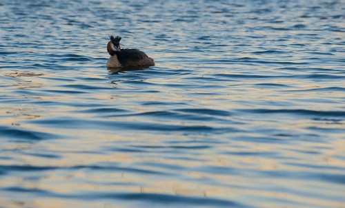 Great Crested Grebe (Podiceps Scalloped ribbonfish) swimming alone in blue and golden shimmering