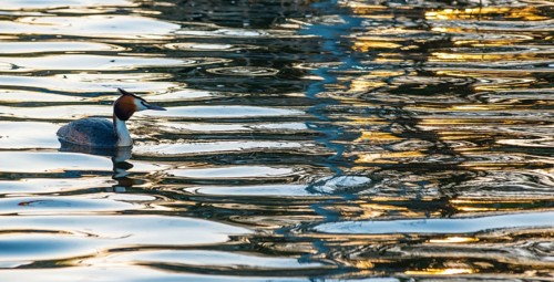 Great crested grebe (Podiceps scalloped ribbonfish) swimming in vivid golden light reflections and