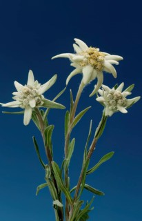 Alpine edelweiss, Leontopodium nivale, plant species from the genus Leontopodium (edelweiss) within