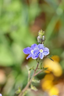 Gamander speedwell (Veronica chamaedrys), men's fritillary, flowers in a deciduous forest, blue
