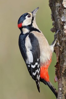 Great spotted woodpecker (Dendrocopus major), male, foraging on the trunk of a common birch (Betula