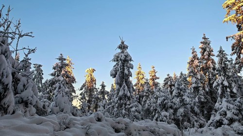 Snow-covered spruce (picea) forest in winter with trees illuminated by the sun, Rennsteig,