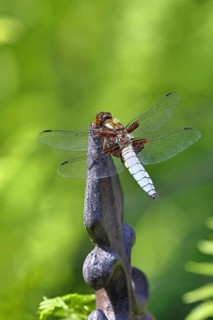 Flat-bellied dragonfly (Libellula depressa), family of damselflies (Libellulidae), male sitting on