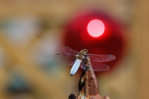 Flat-bellied dragonfly (Libellula depressa), male sitting on a fence top in the garden, sunset,