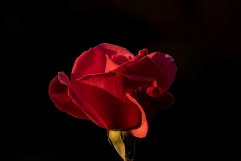 English rose single red garden flower in summer, England, United Kingdom