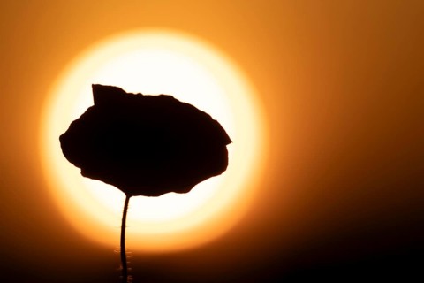 Common field poppy (Papaver rhoeas) silhouette of a single wildflower flower in summer at sunset,
