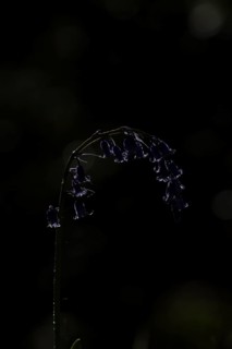 Common english bluebell (Hyacinthoides non-scripta) single blue wildflower flower in spring,