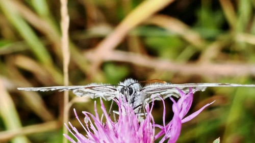 A checkerboard butterfly (melanargia galathea) on a bright purple flower, close-up in detail,