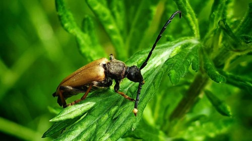 Close-up of a red longhorned beetle (Stictoleptura rubra) on a green leaf in sunlight, Franconian