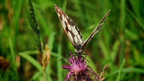 A chequerboard butterfly (melanargia galathea) on a purple flower in the grass, frankenwald nature