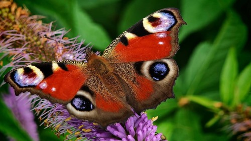 A peacock eye (aglais io) with red wings on a purple flower against a green background, frankenwald