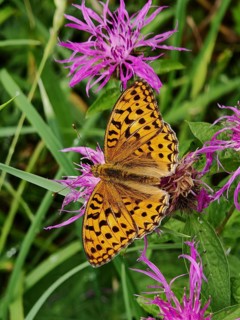An orange emperor butterfly (argynnis paphia) on a purple flower in a meadow, Franconian Forest