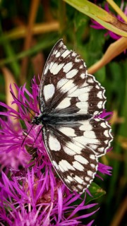 A checkerboard butterfly (melanargia galathea) on a bright purple flower, close-up in detail,