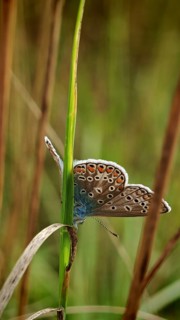 Blue butterfly (polyommatus icarus) with colourful wings, delicately peeping out from behind a