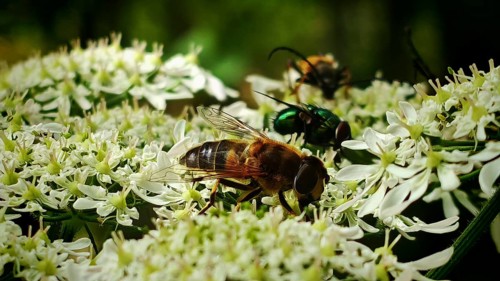 Various insects on white flowers, including a large fly, such as cows grazing in a pasture,