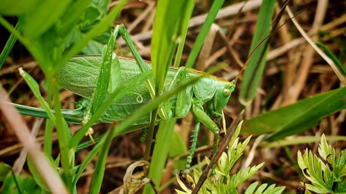 Green Heupfer (Tettigonia viridissima) hiding well camouflaged between the blades of grass,