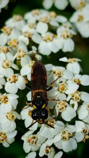 A syrphus vitripennis (syrphidae) sits on small white flowers against a blurred green background,
