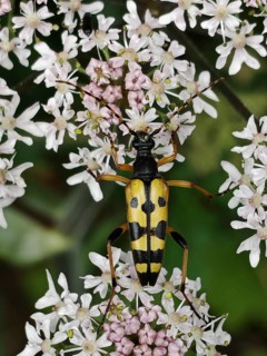 A yellow-black beetle, spotted longhorn beetle (rutpela maculata) on white flowers in close-up,