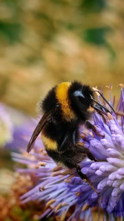 A bumblebee (bombus) on a purple flower in nature, Franconian Forest nature park Park