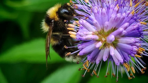A bumblebee (bombus) sits on a purple flower against a blurred green background, Franconian Forest