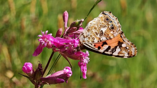 A ladybird (vanessa cardui) with patterned wings on a pink flower, Franconia nature park Park