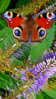 A peacock eye (aglais io) with red wings on a purple flower against a green background, frankenwald