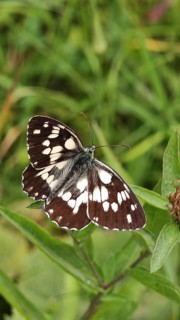 A black and white chequerboard butterfly (melanargia galathea) resting on a green leaf, Slovenia